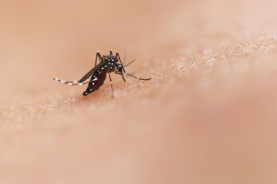 Mosquito Mosquito