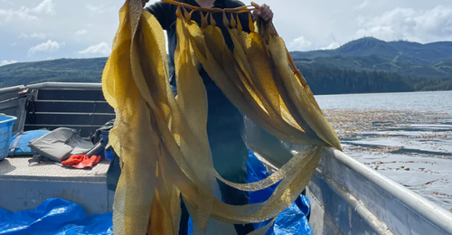 Person holding kelp