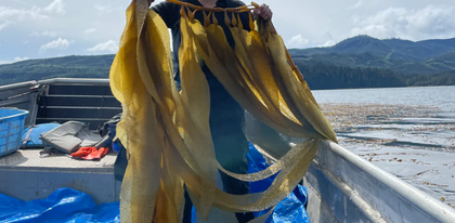 Person holding kelp