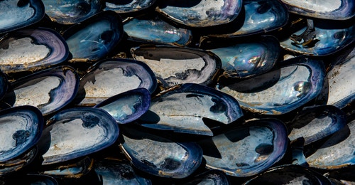 Mussels