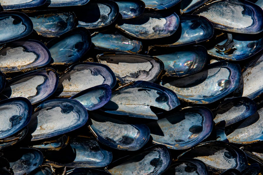 Mussels